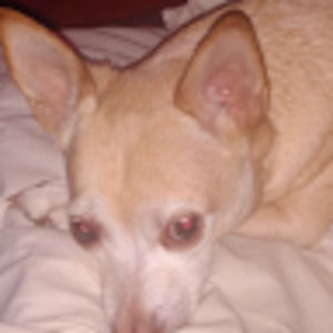 Meet your Posher, Ginger